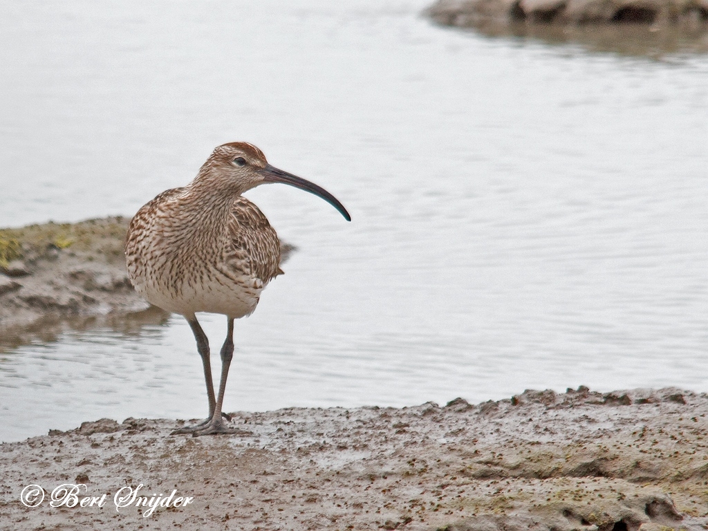 Whimbrel