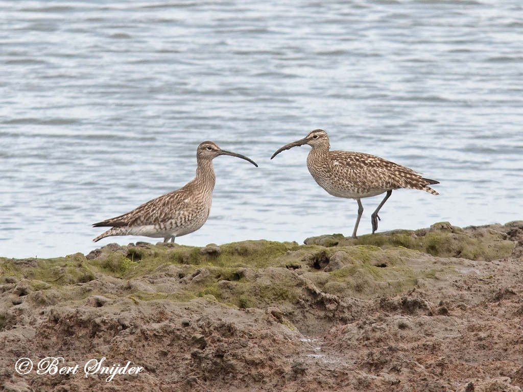 Whimbrel