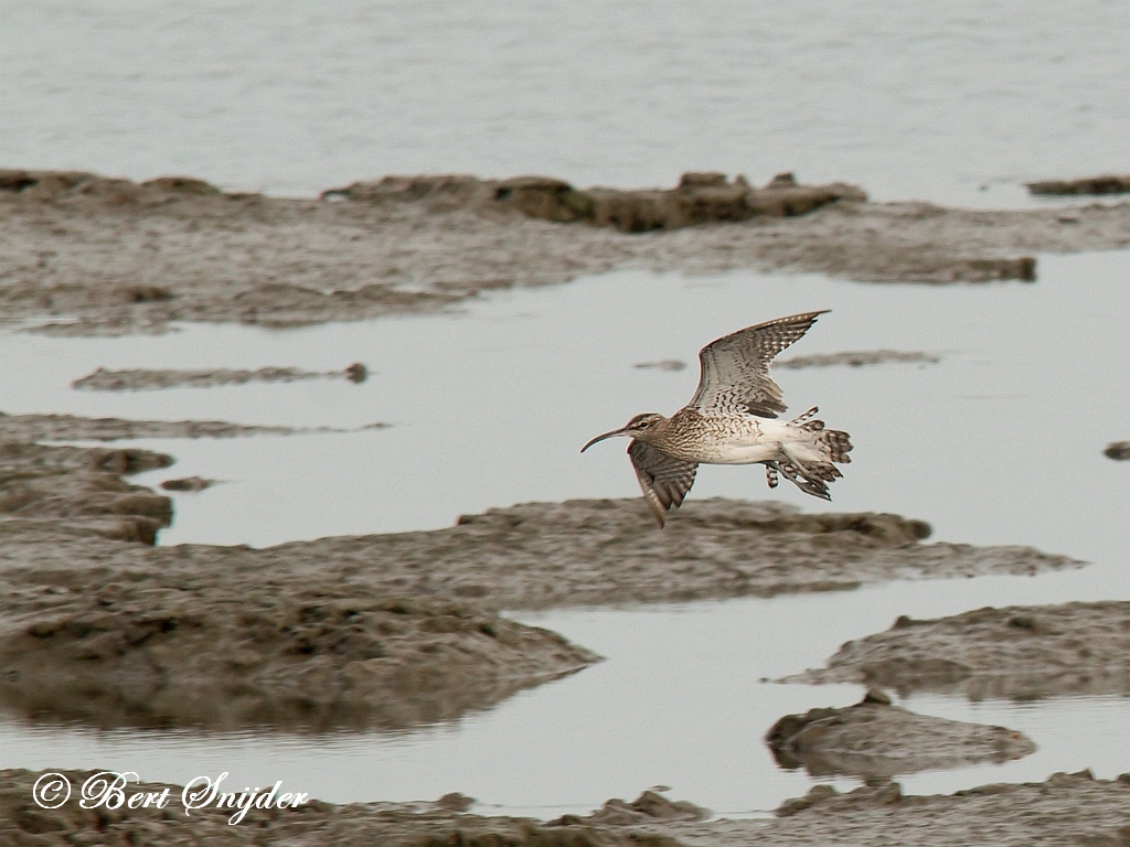 Whimbrel