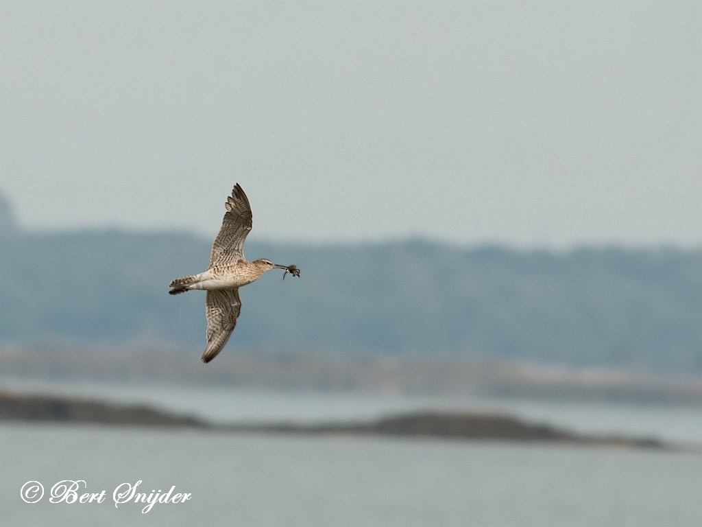 Whimbrel