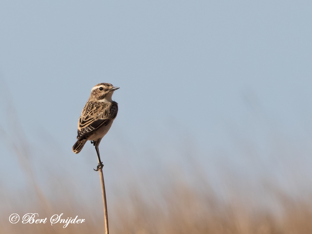 Whinchat Birding Portugal