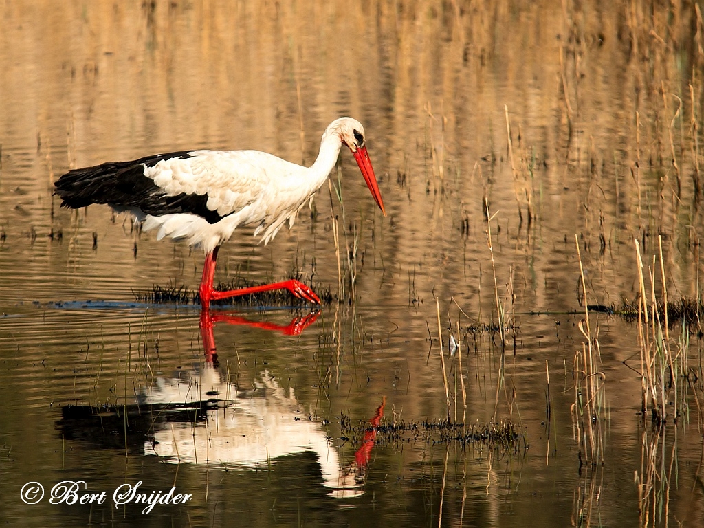 White Stork Birding Portugal