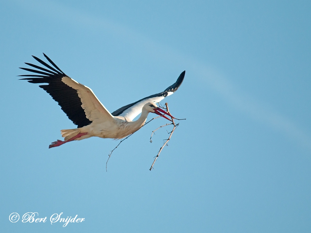 White Stork Birding Portugal