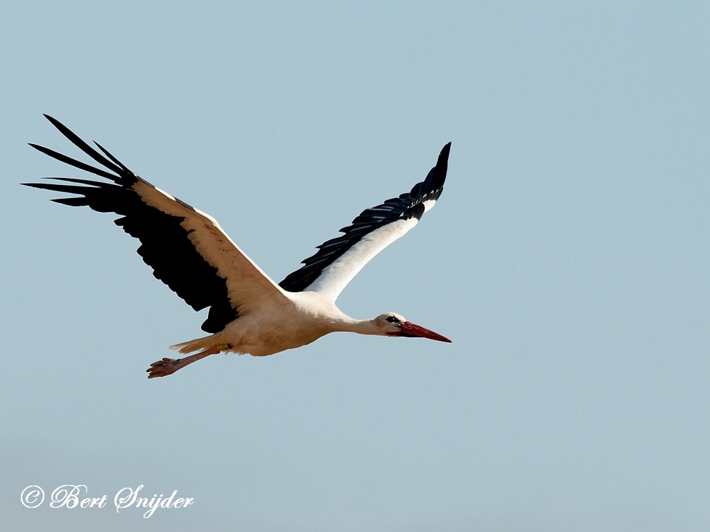 White Stork Birding Portugal