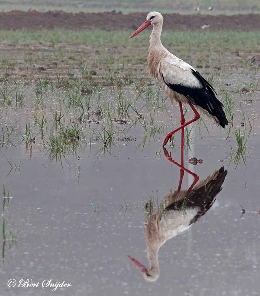 White Stork Birding Portugal