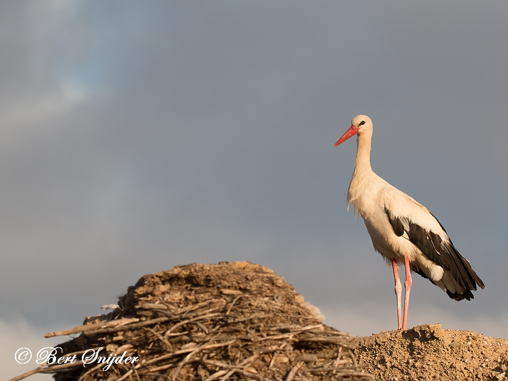 White Stork Birding Portugal