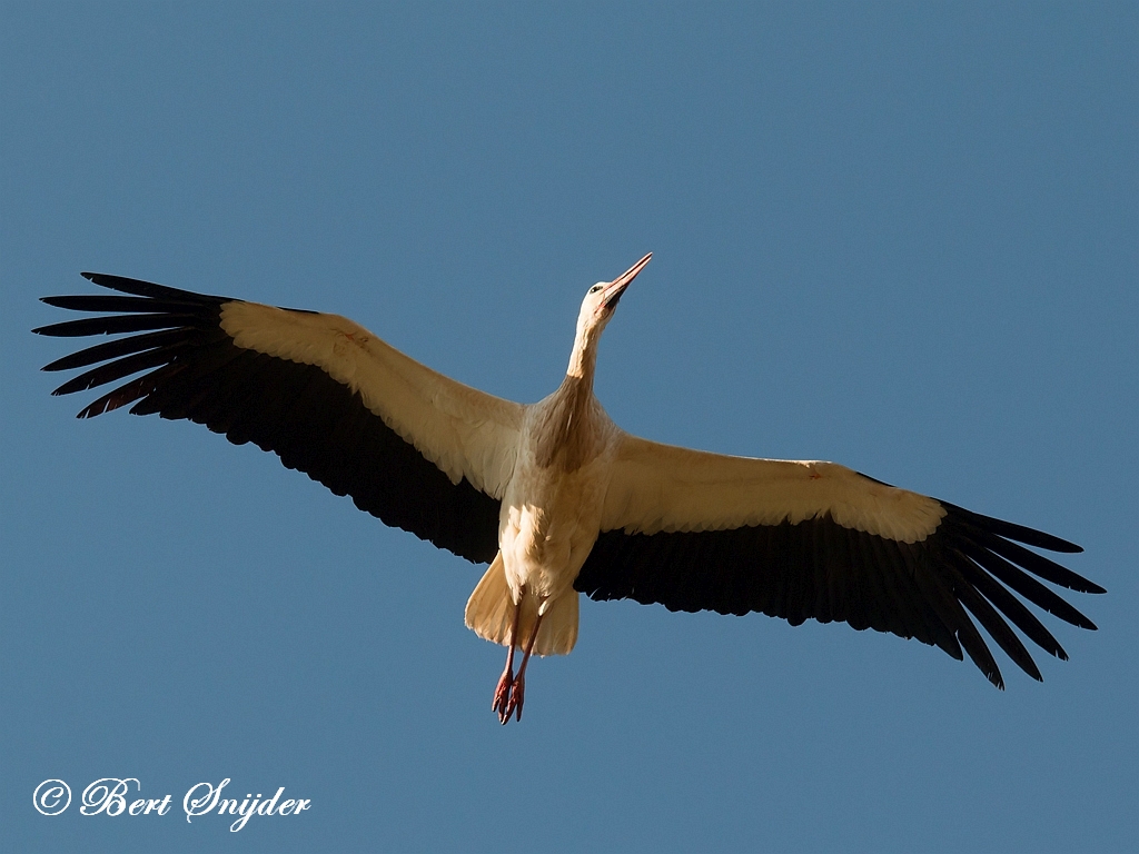 White Stork Birding Portugal