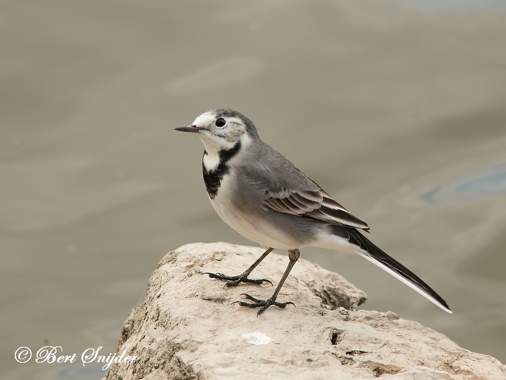 White wagtail - Wikipedia