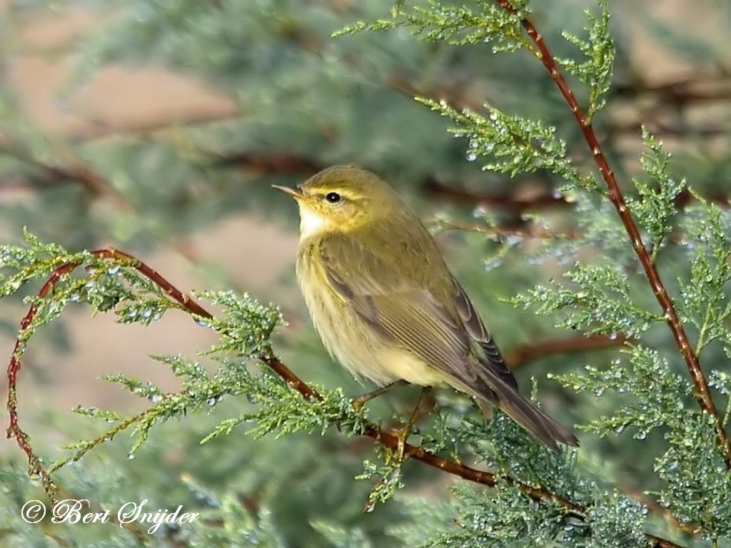 Willow Warbler Birding Portugal