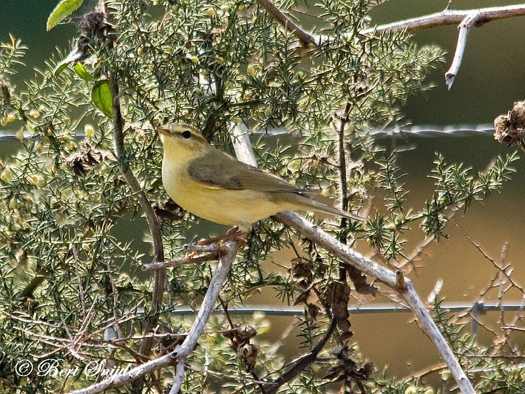 Willow Warbler Birding Portugal