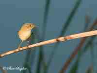 Willow Warbler Birding Portugal