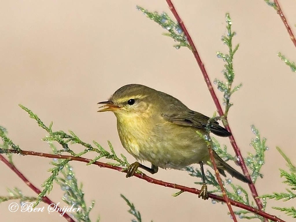 Willow Warbler Birding Portugal