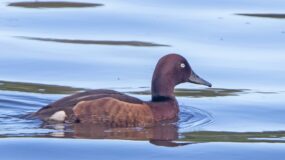 Ferruginous Duck Birding Portugal