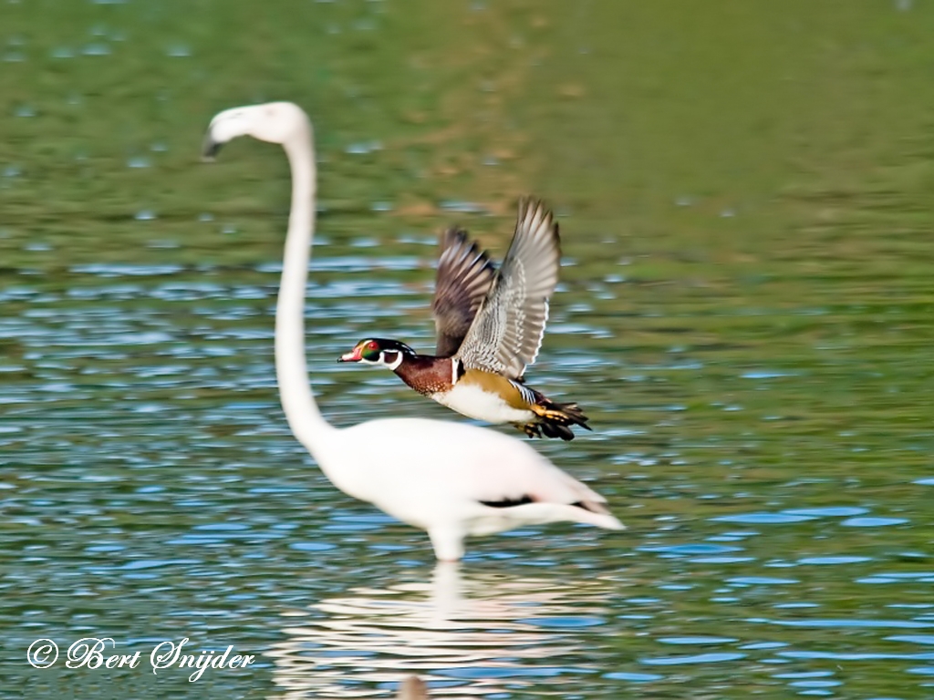 Wood Duck Birding Portugal