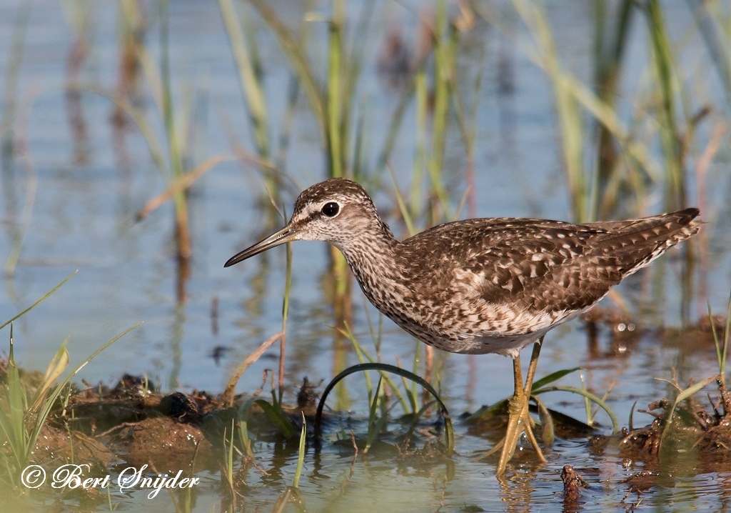 Wood Sandpiper Birding Portugal