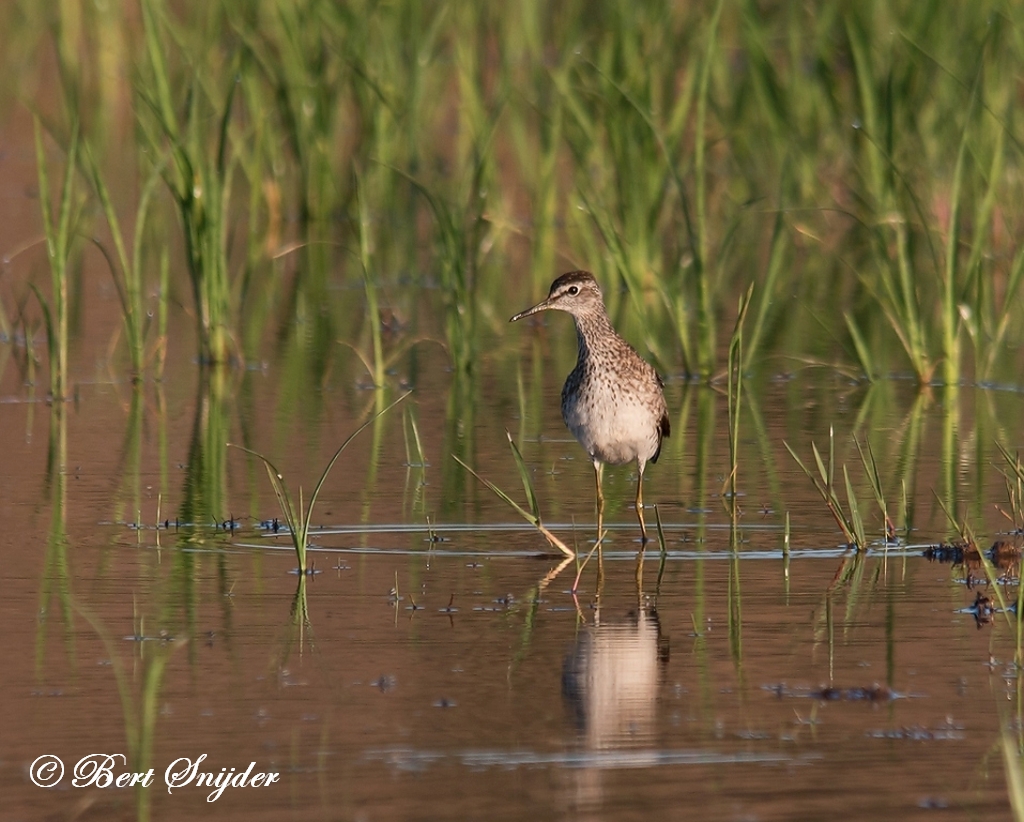 Wood Sandpiper Birding Portugal