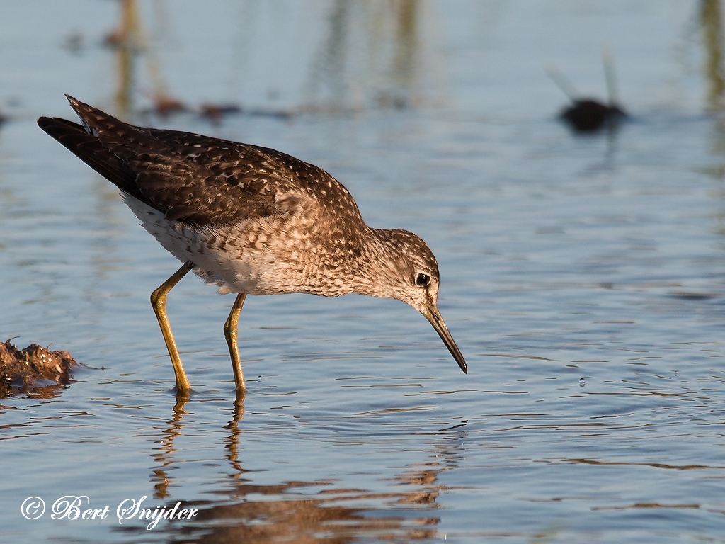 Wood Sandpiper Birding Portugal