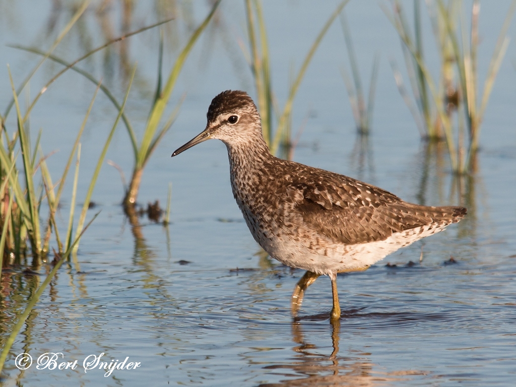 Wood Sandpiper Birding Portugal