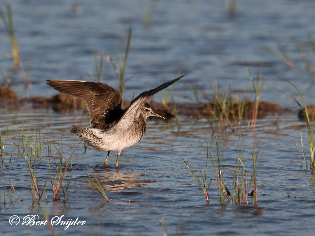 Wood Sandpiper Birding Portugal