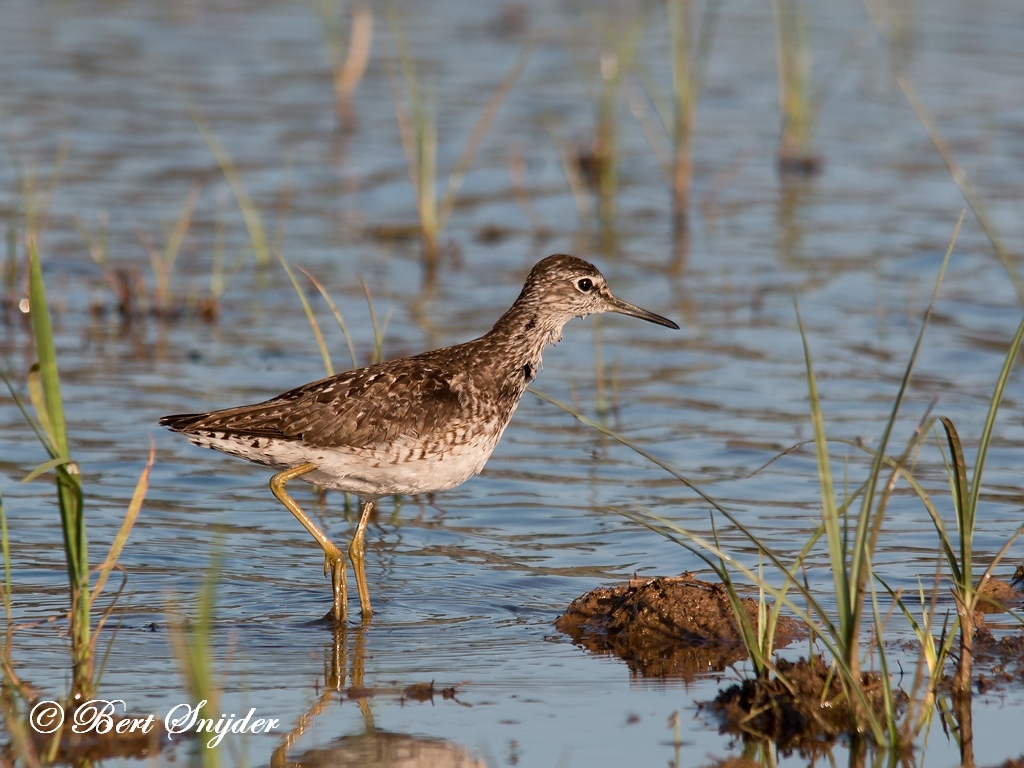 Wood Sandpiper Birding Portugal