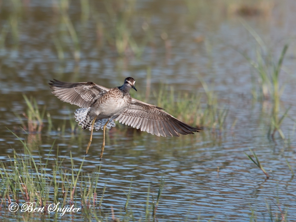 Wood Sandpiper Birding Portugal