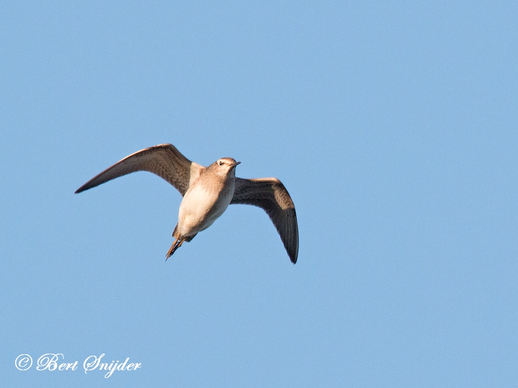 Wood Sandpiper Birding Portugal