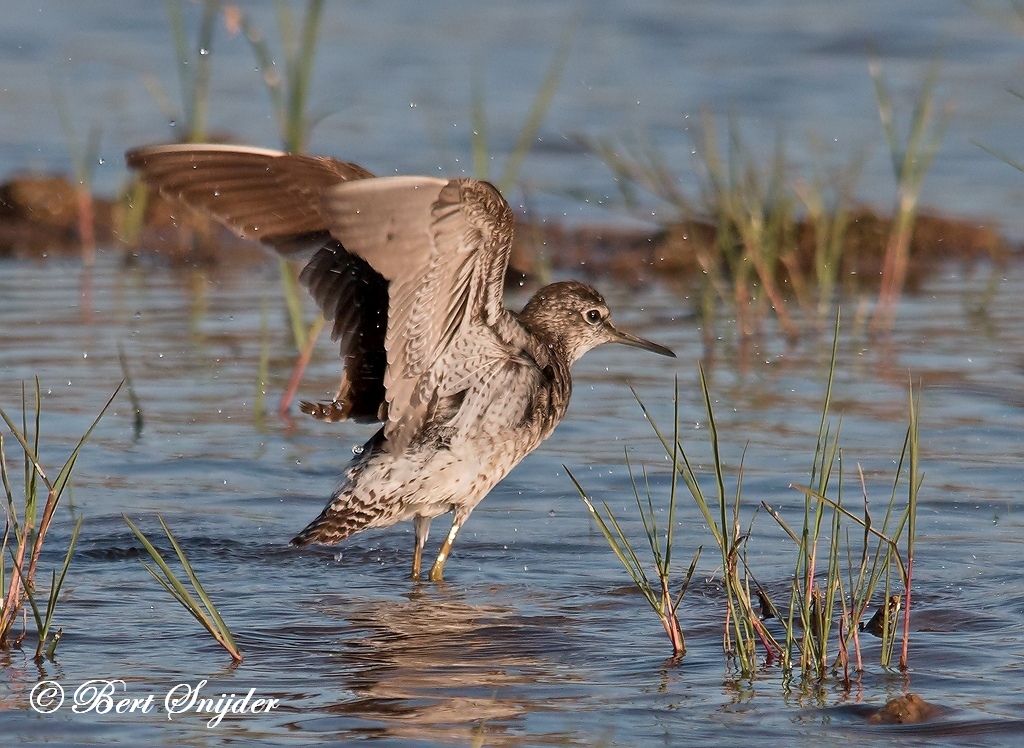 Wood Sandpiper Birding Portugal