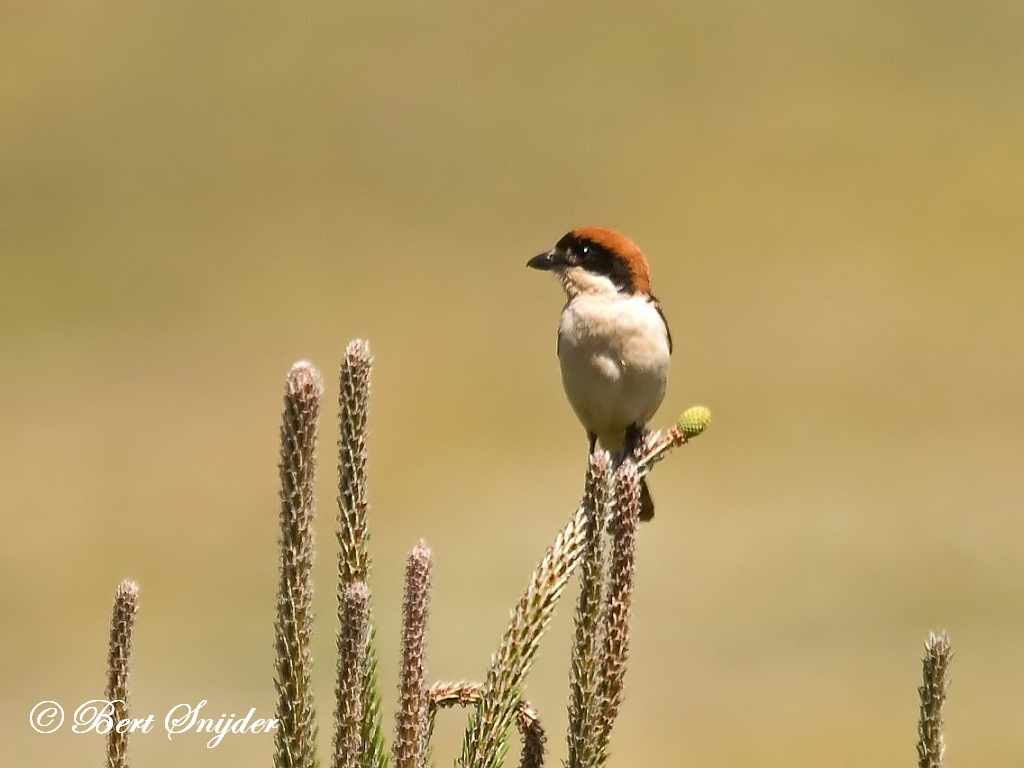 Woodchat Shrike Birding Portugal