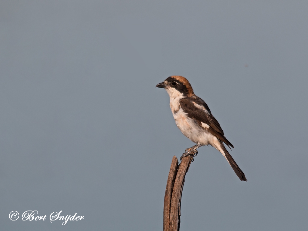 Woodchat Shrike Birding Portugal