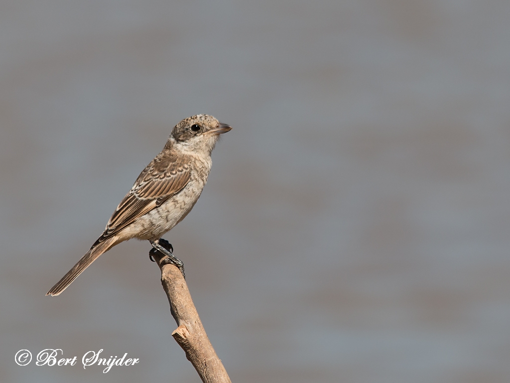 Woodchat Shrike Birding Portugal