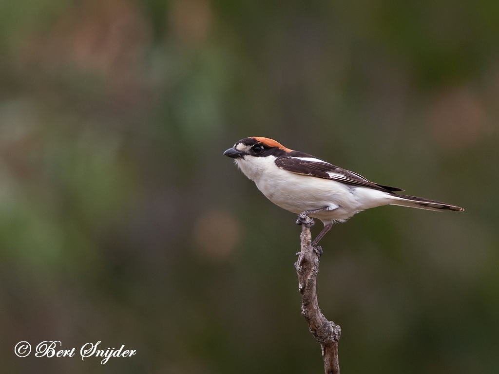 Woodchat Shrike Birding Portugal