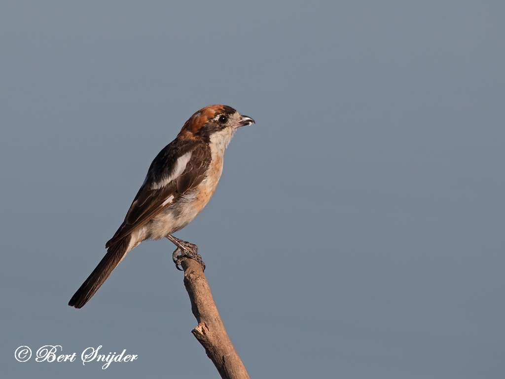 Woodchat Shrike Birding Portugal