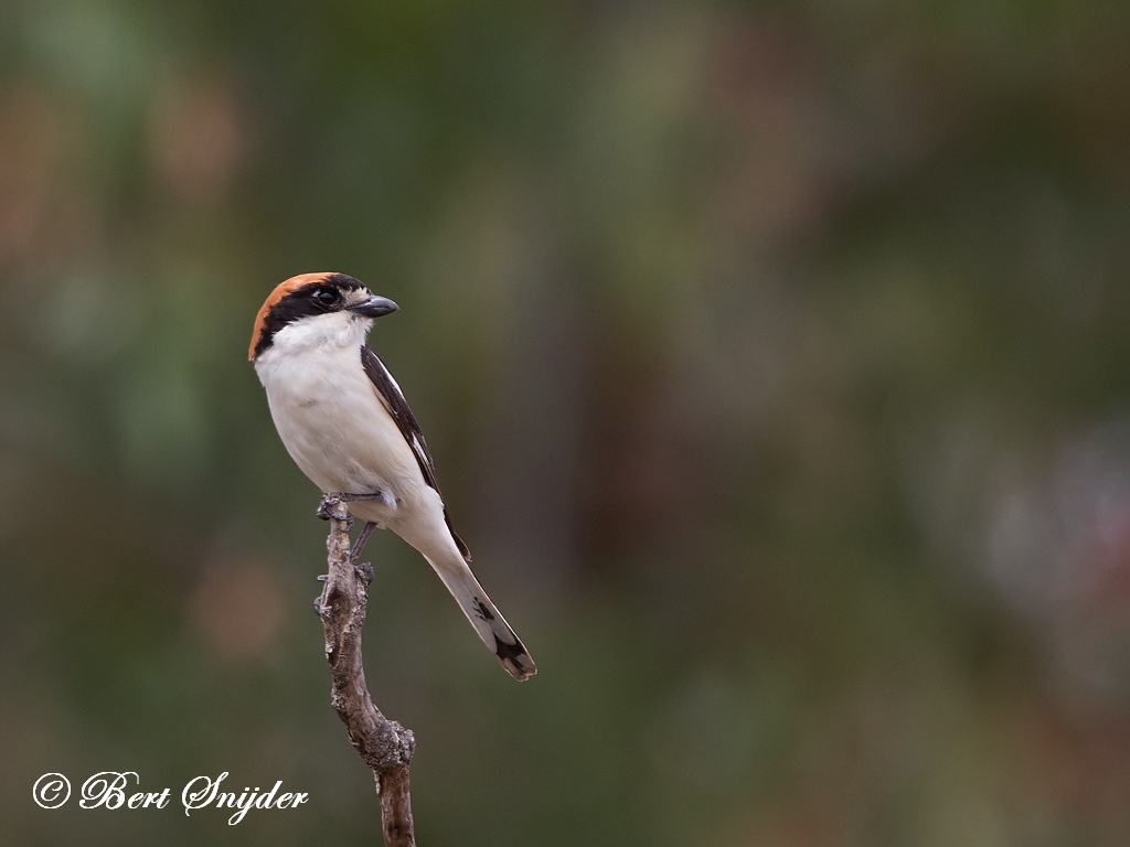 Woodchat Shrike Birding Portugal