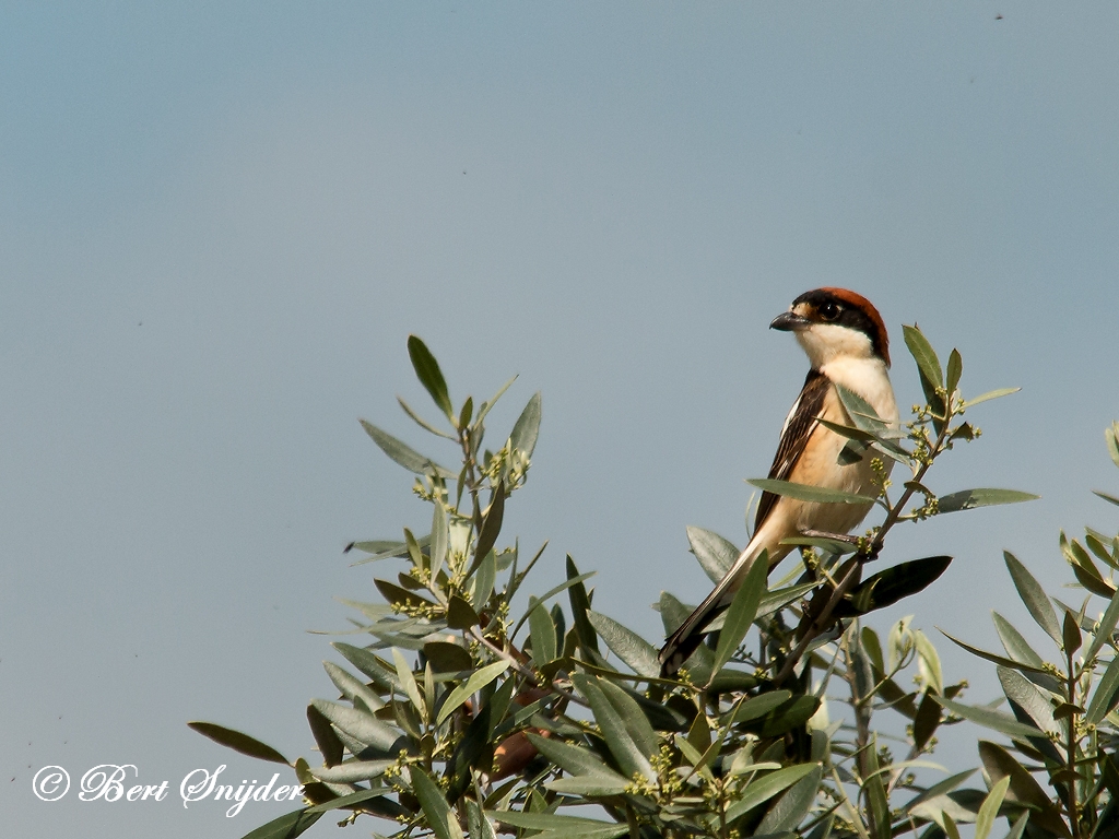 Woodchat Shrike Birding Portugal