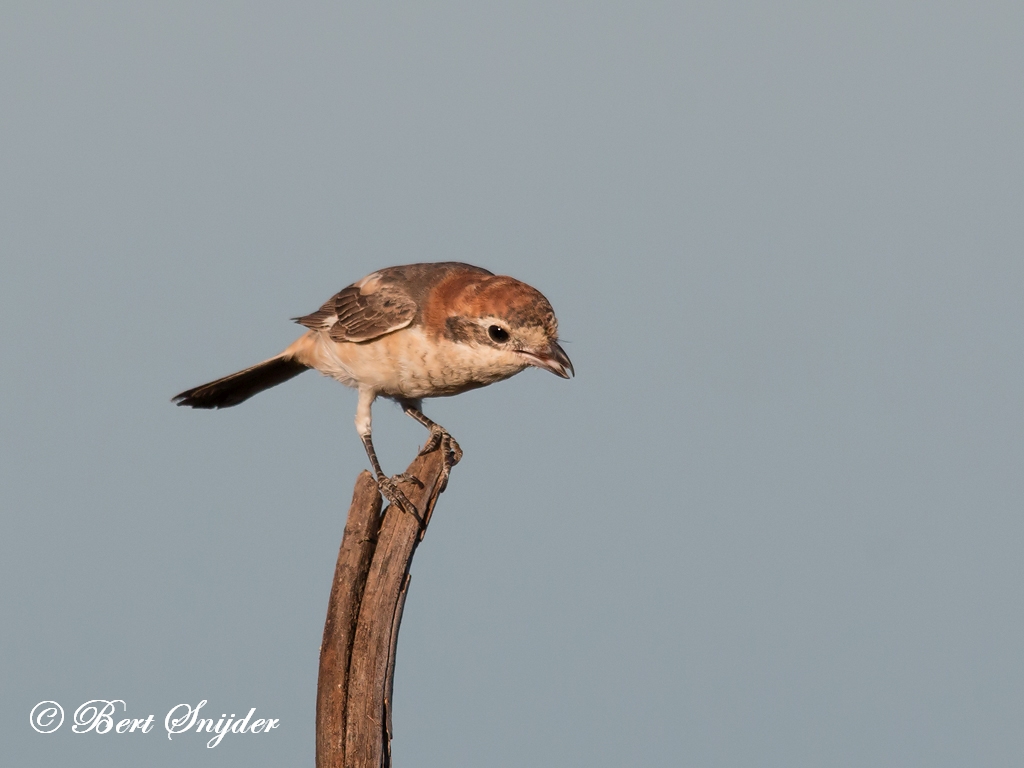 Woodchat Shrike Birding Portugal