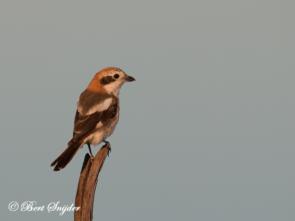 Woodchat Shrike Birding Portugal