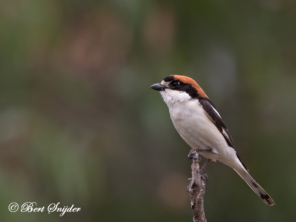 Woodchat Shrike Birding Portugall