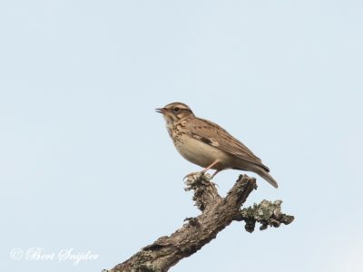 Woodlark Birding Portugal