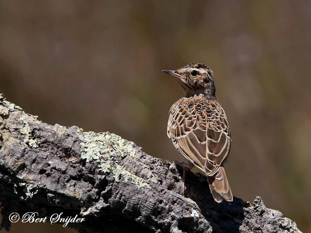 Woodlark Birding Portugal