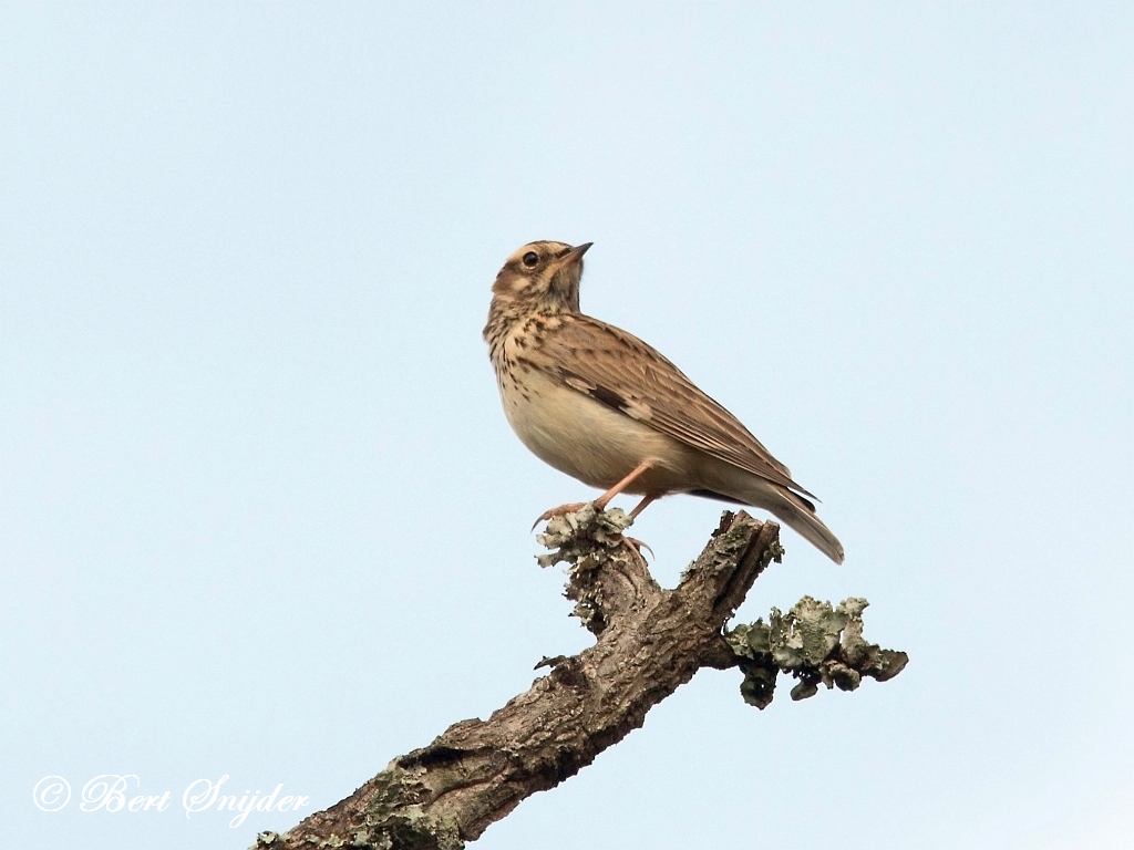 Woodlark Birding Portugal