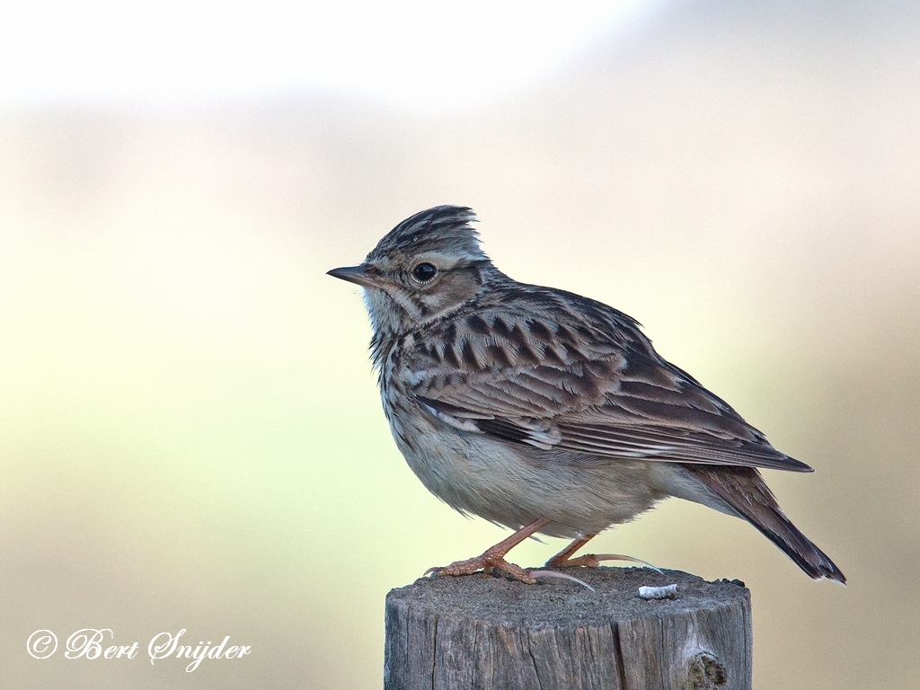 Woodlark Birding Portugal