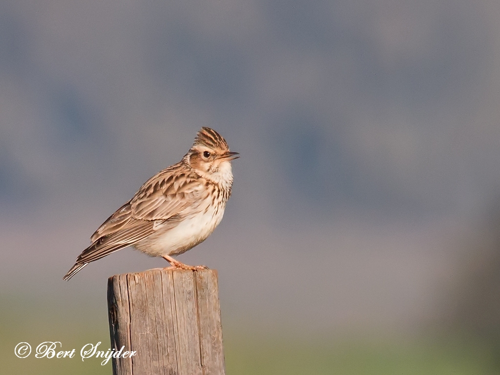 Woodlark Birding Portugal