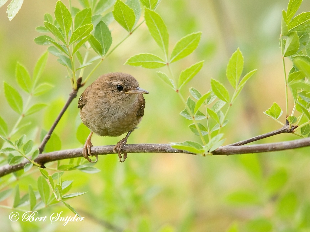 Wren Birding Portugal