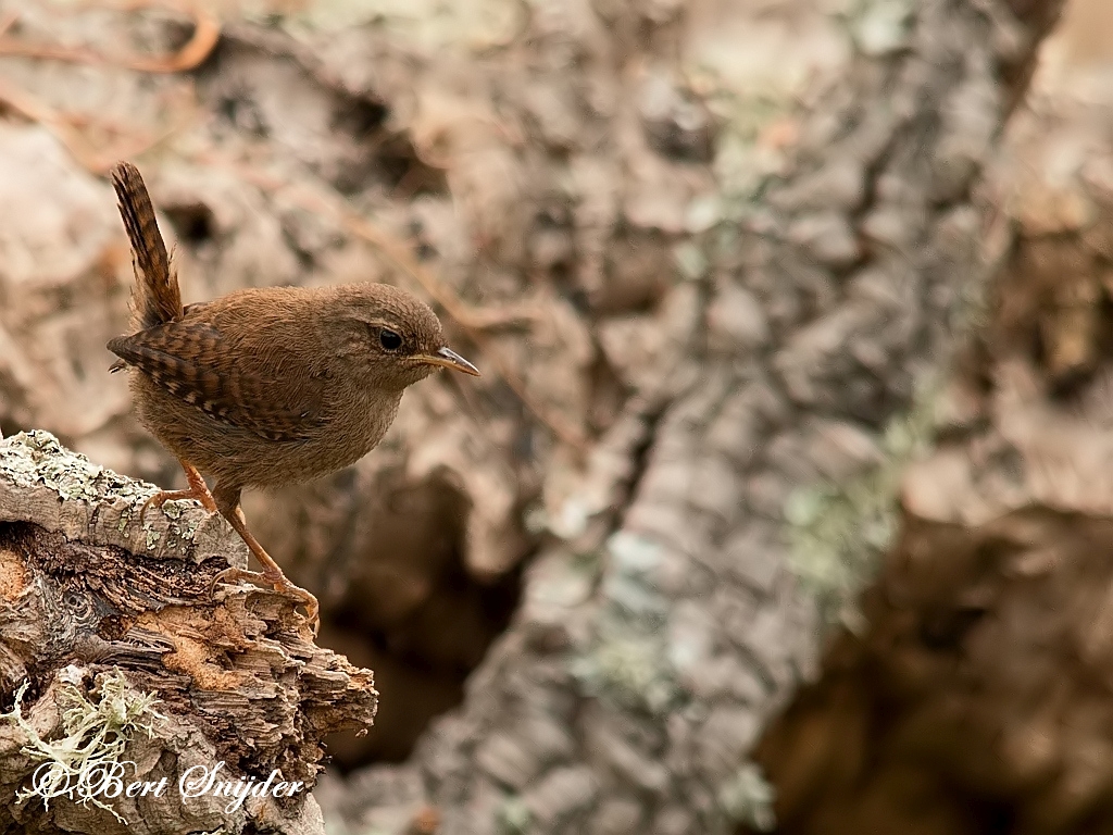 Wren Birding Portugal