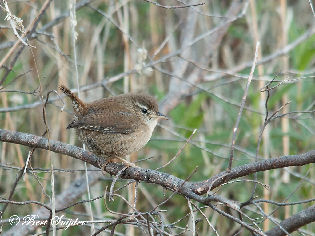 Wren Birding Portugal