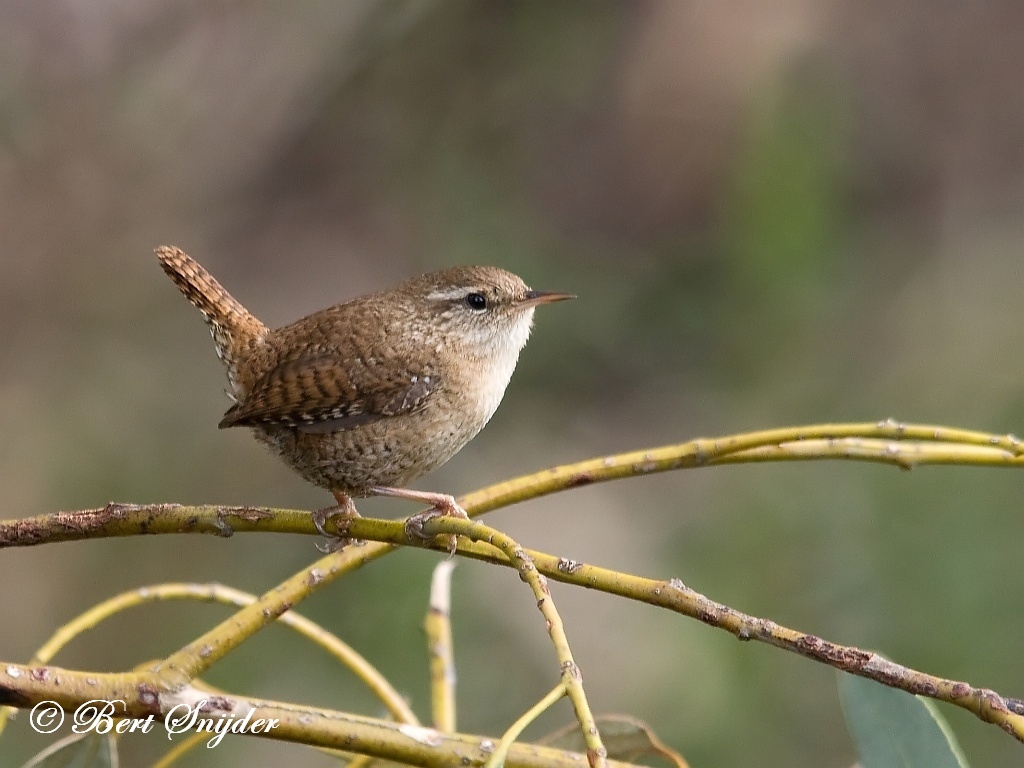 Wren Birding Portugal