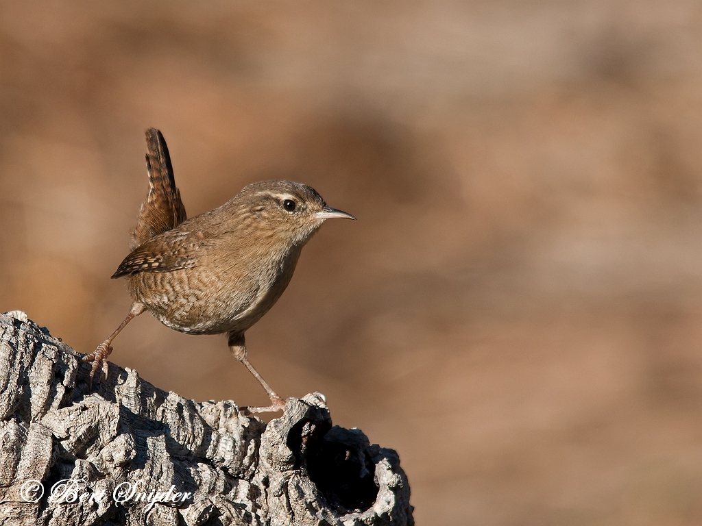 Wren Birding Portugal