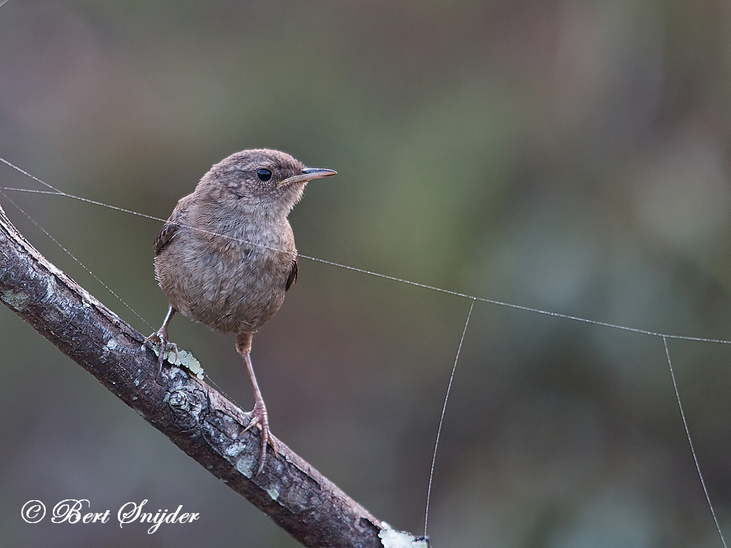 Wren Birding Portugal