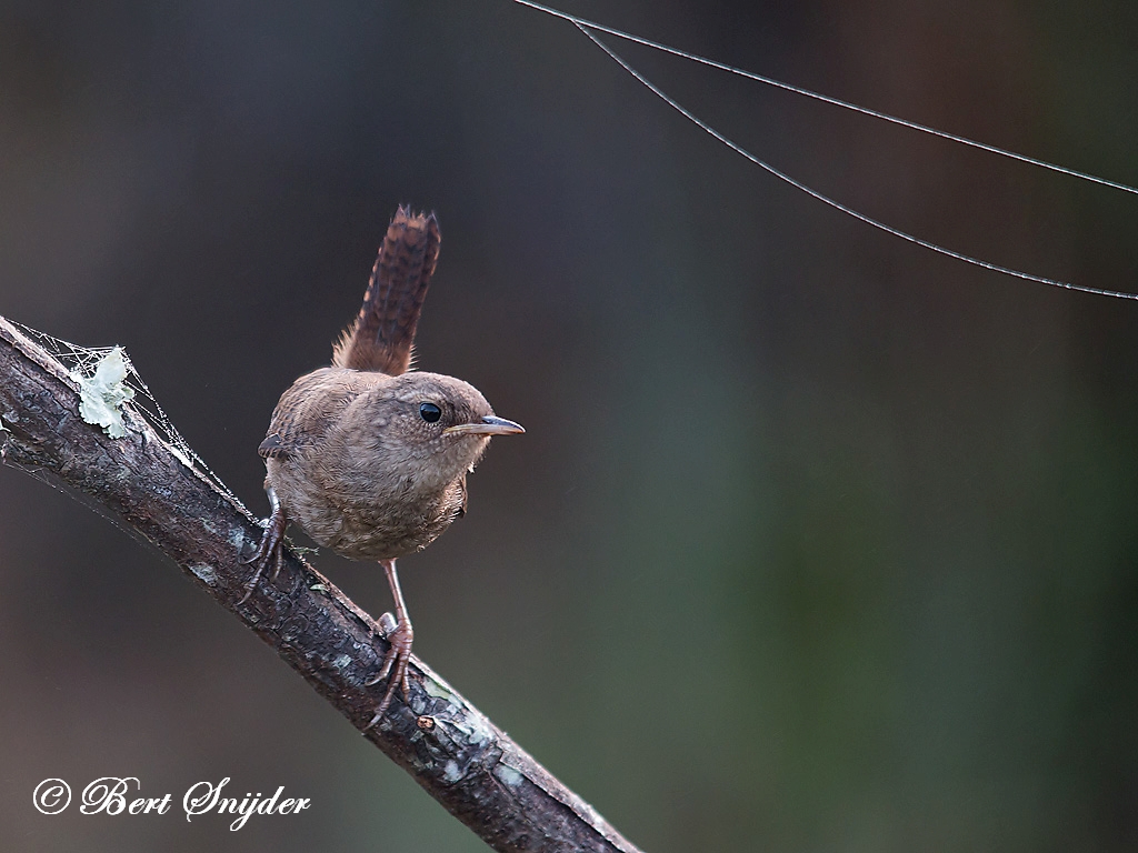 Wren Birding Portugal