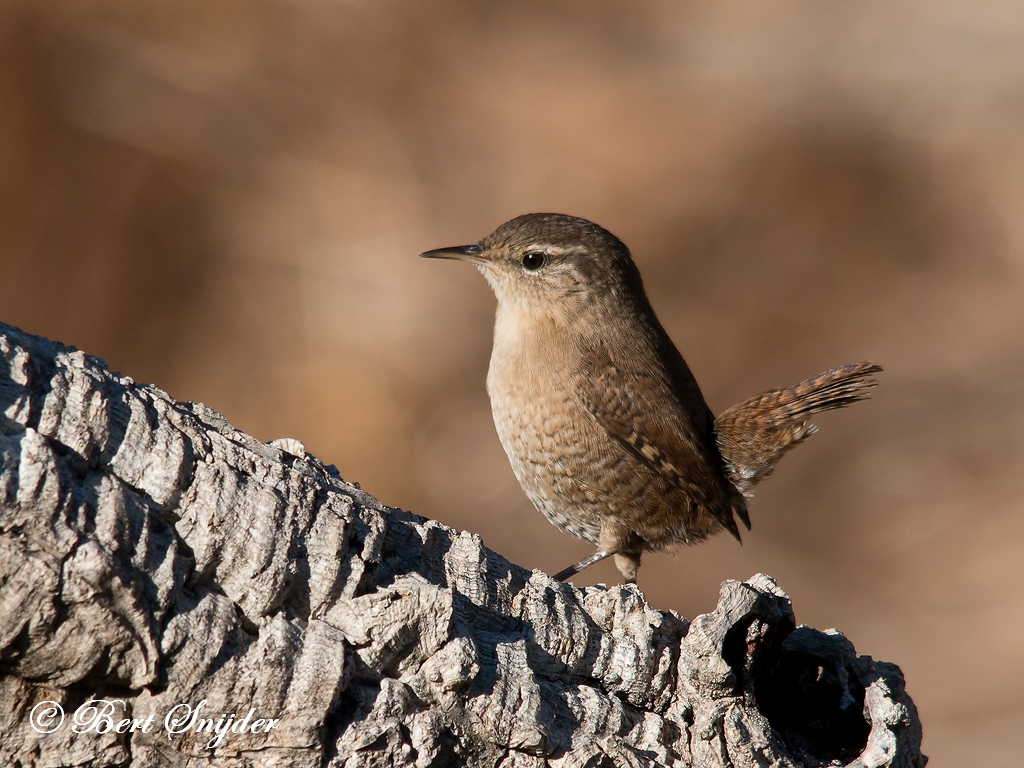 Wren Birding Portugal